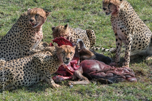 Male cheetahs know as the five brothers eat a freshly killed wildebeest in the Maasai Mara during the great migration in Kenya.