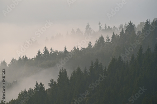 Forest in the morning mist in the mountain. Autumn scene.