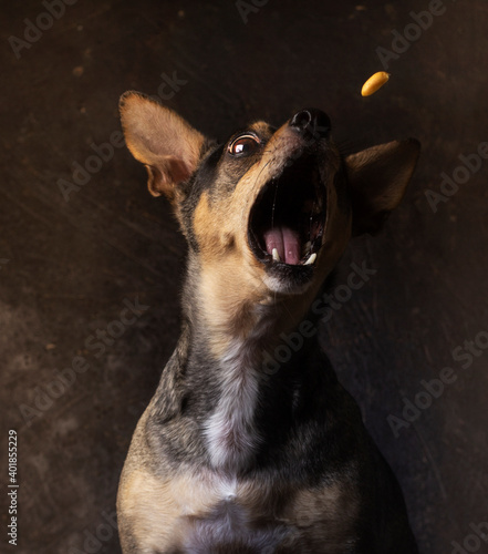 dog portrait on dark background, open mouth, pretty pets