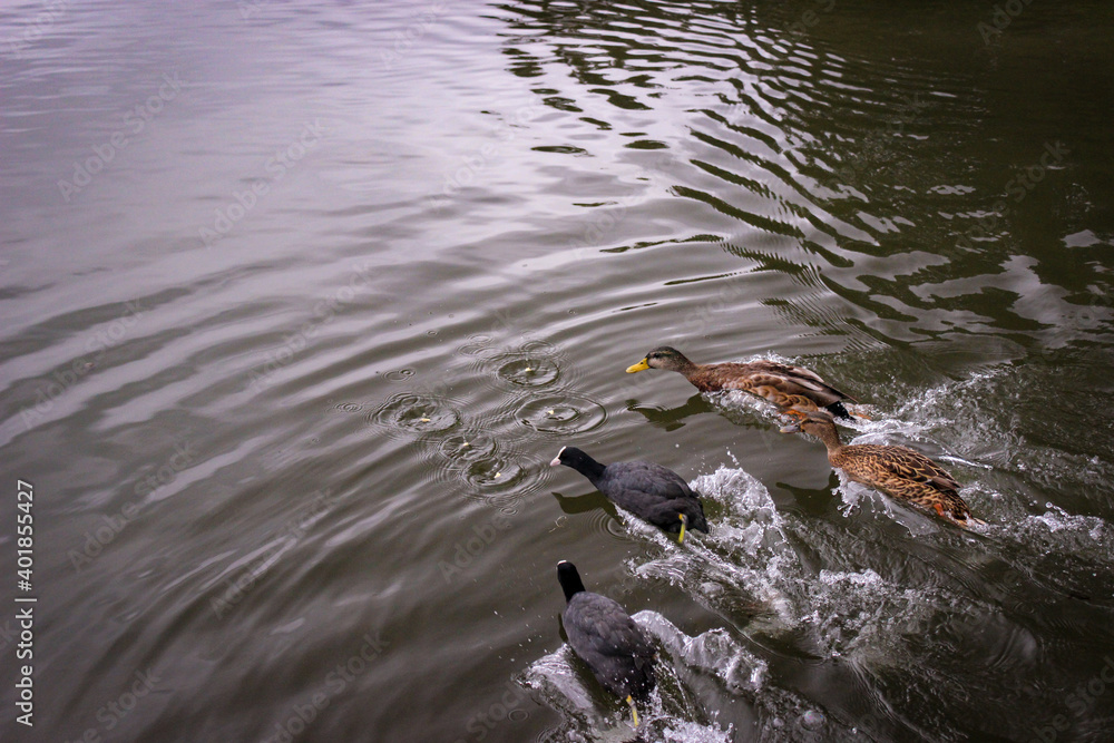 Fototapeta premium Several wild ducks and coots swim quickly through the water of the pond for food