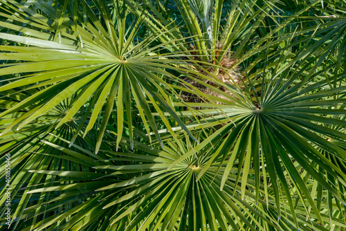 palm tree, southern France