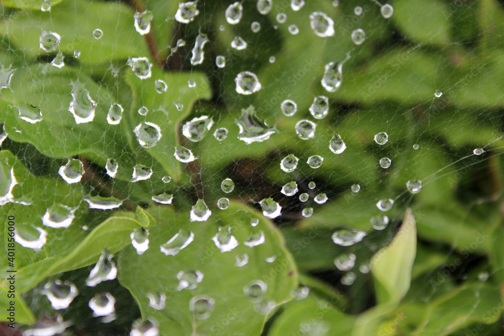 On leaves and branches of bushes after rain, the spider web in drops of water in selective focus.