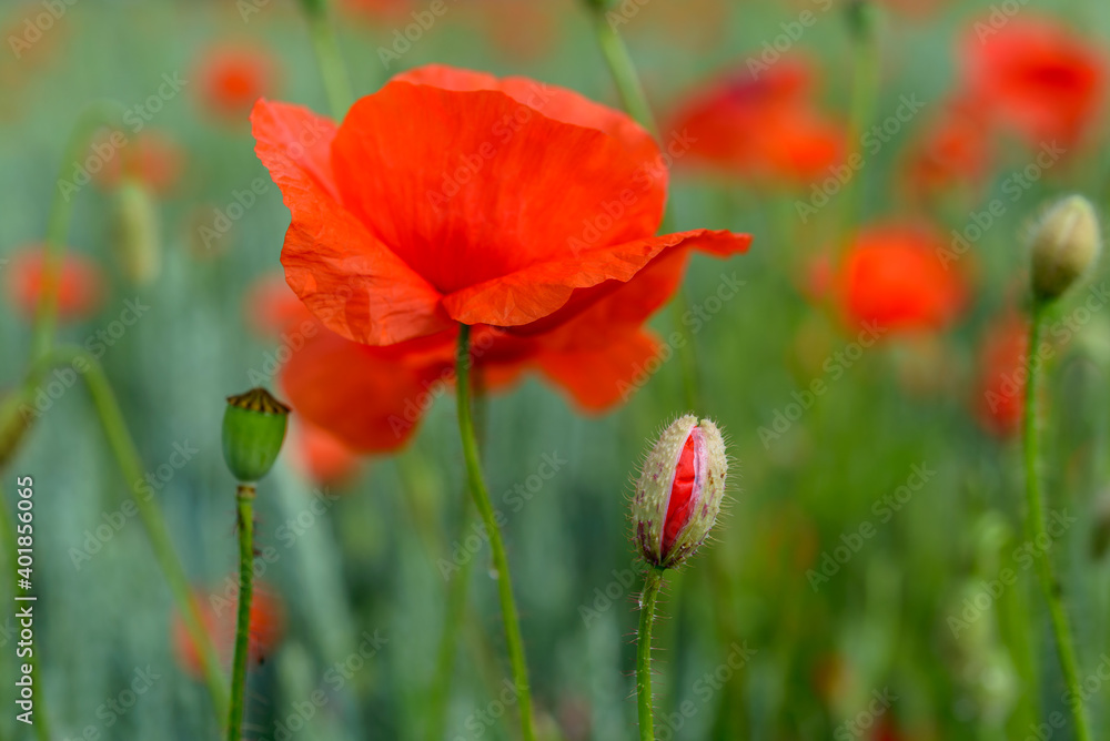 red weed, czech landscape