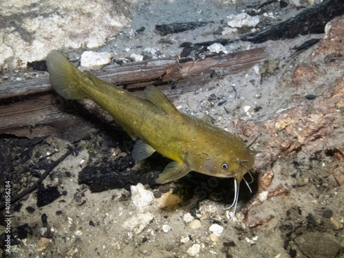 Bild auf Leinwand Yellow Bullhead Catfish