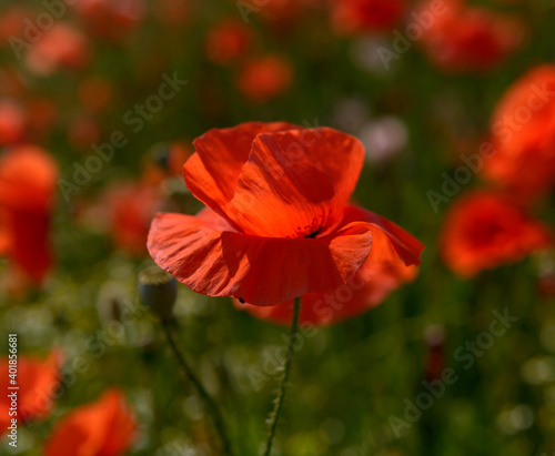 red weed, czech landscape