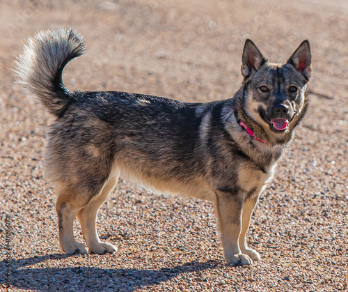 swedish vallhund