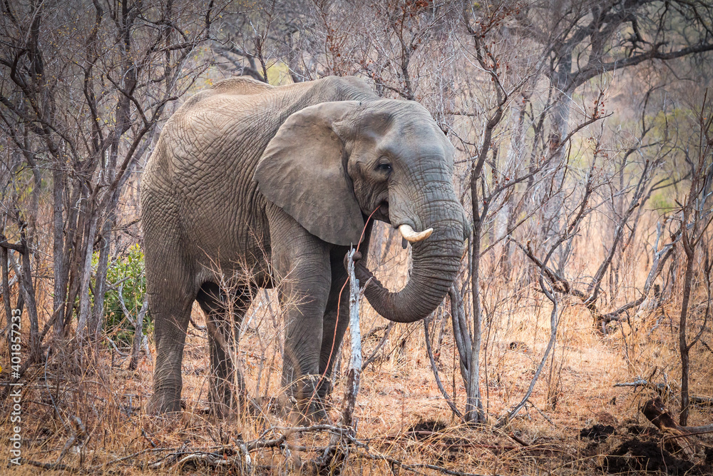 Fototapeta premium elephant walking in the bushes, kruger national park, south africa