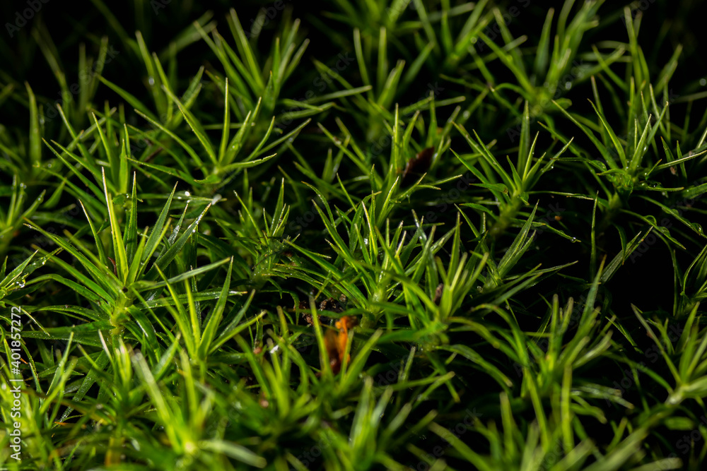 Strarmoss Strarmoss