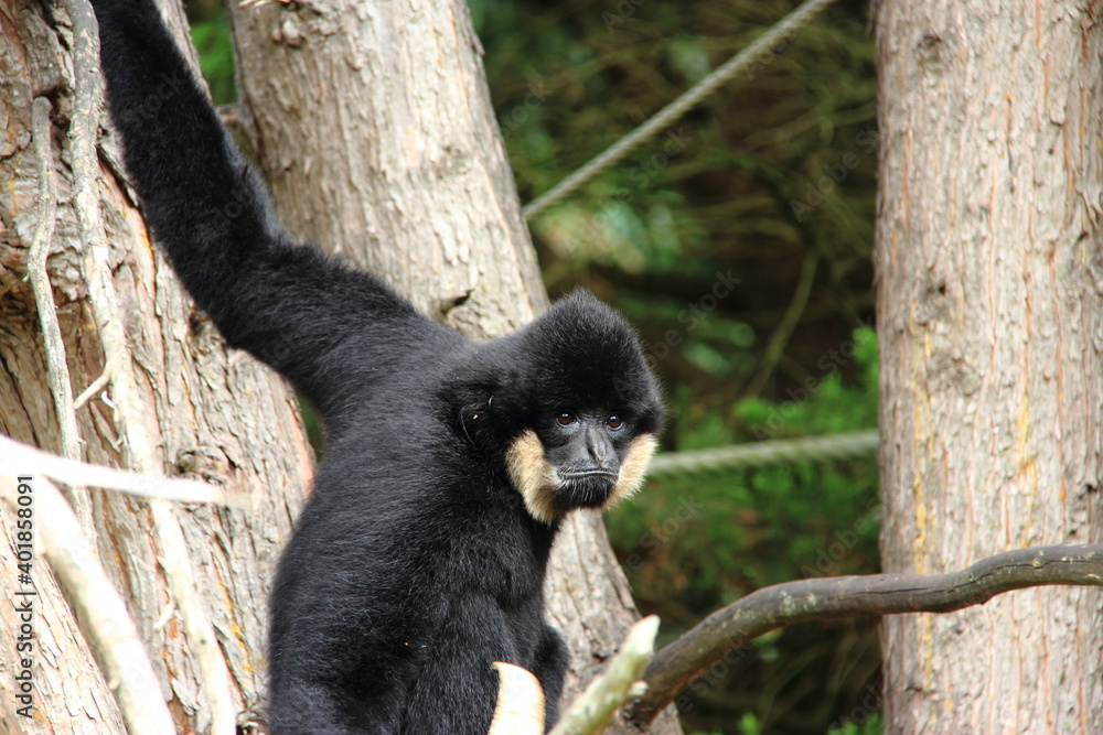 Gibbon à favoris blancs Gibbon à favoris blancs