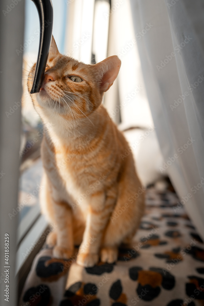 brown tabby cat tries to open the window. vertical composition