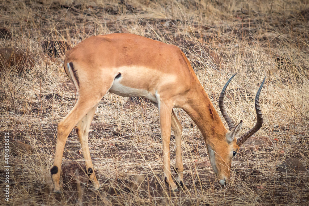 impala antelope in kruger park impala antelope in kruger park