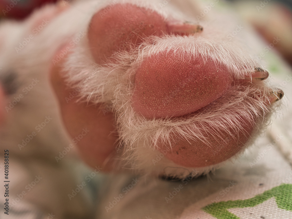 Puppy paw