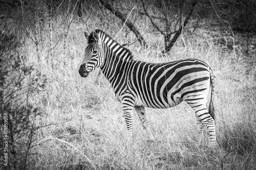 zebra in the wild  kruger national park  south africa  black and white