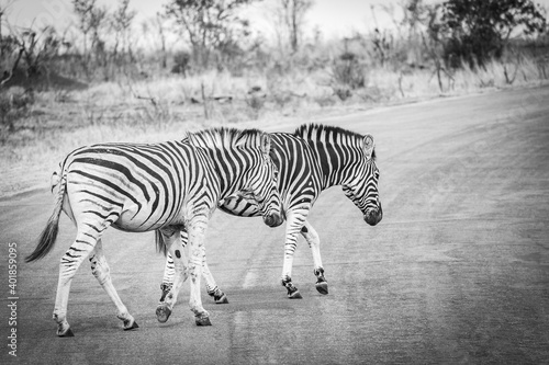 zebras crossing, kruger national park, south africa, black and white