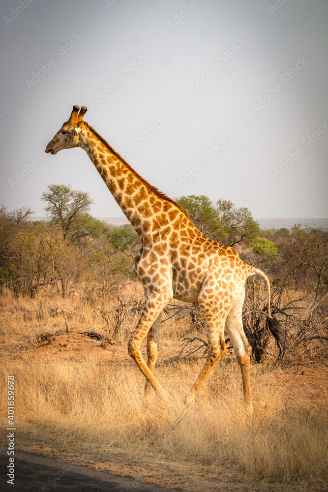 giraffe in the savannah, kruger national park, south africa giraffe in the savannah, kruger national park, south africa