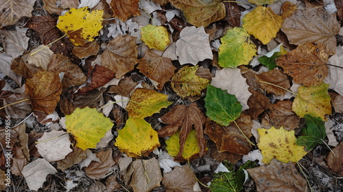 colorful autumn leaves background