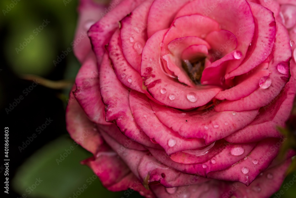pink rose with water drops pink rose with water drops