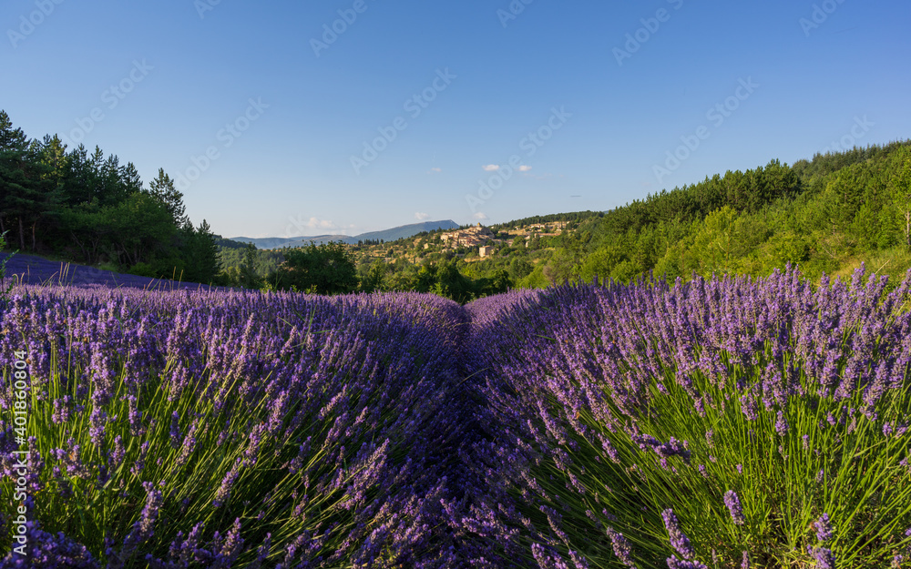 Fototapeta premium Lavender field with a village in the background