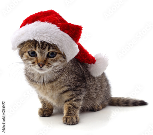 Kitten in Christmas hat. © voren1