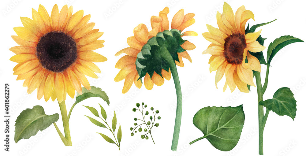 Watercolor Sunflower clipart, Floral clip art, Sunflower watercolor digital  summer clipart Stock Illustration | Adobe Stock