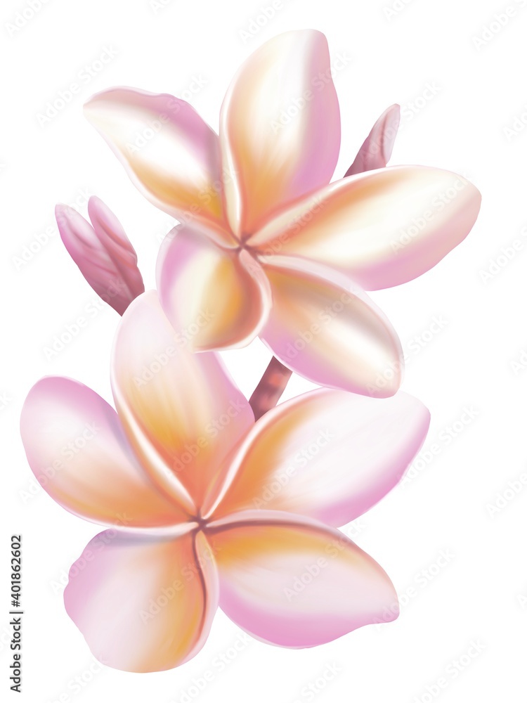 Plumeria, Frangipani, Temple tree, Graveyard Tree,  digital hand drawing and painting. Isolate image.