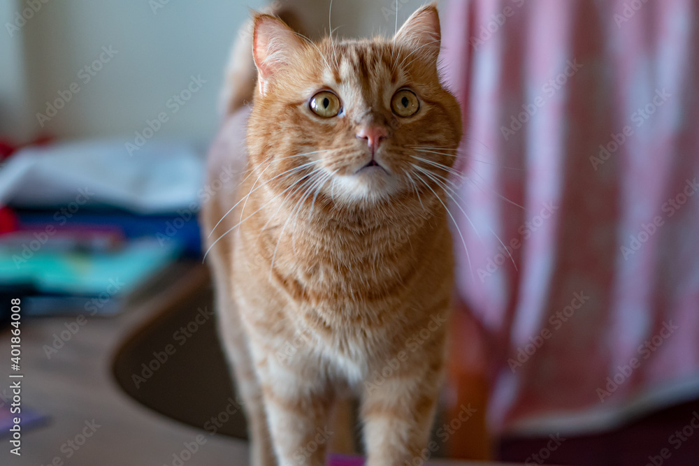 Portrait of young red cat with ginger eyes looking up. Ginger tabby cat head with long white whiskers and cute pink nose. Lovely cat begging for food