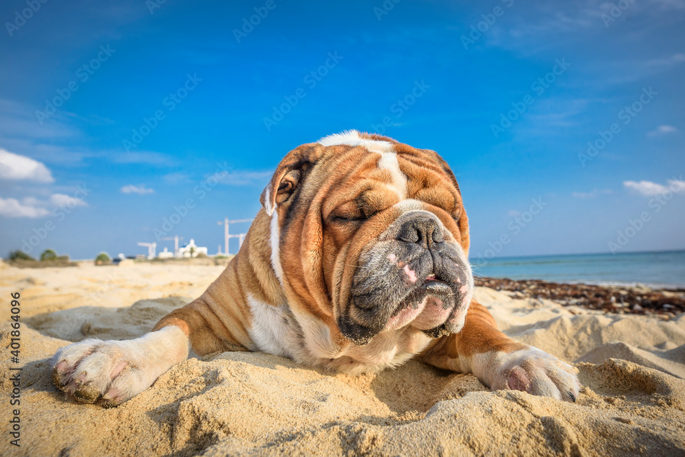 English bulldog sleeping on the beach