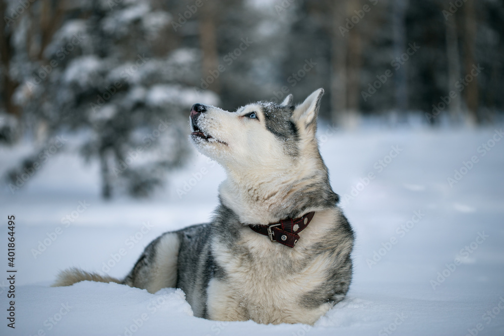 Siberian Husky dog lies in the snow on the background of snowy woods.