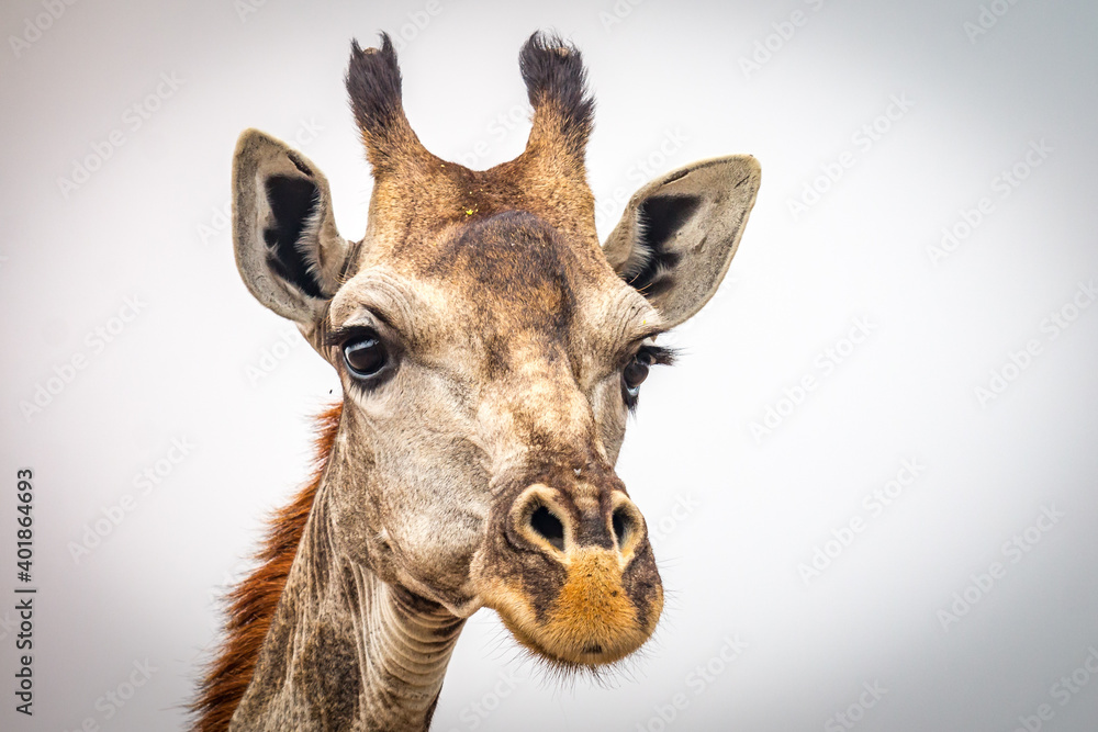 giraffe head close up