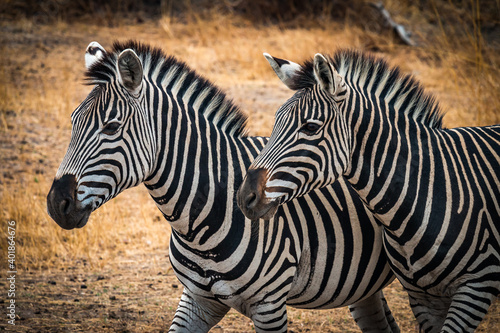 Fototapeta Naklejka Na Ścianę i Meble -  two zebras in the wild, zimbabwe