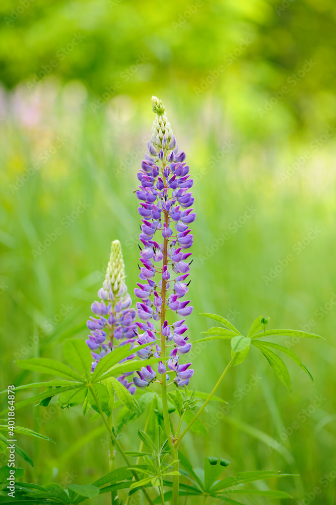 The lupine sundial blooms beautifully in the spring in the garden. Blooming Lupinus perennis, close up. Green box, copy space. purple forest flowers with green leaves The lupine sundial blooms beautifully in the spring in the garden. Blooming Lupinus perennis, close up. Green box, copy space. purple forest flowers with green leaves