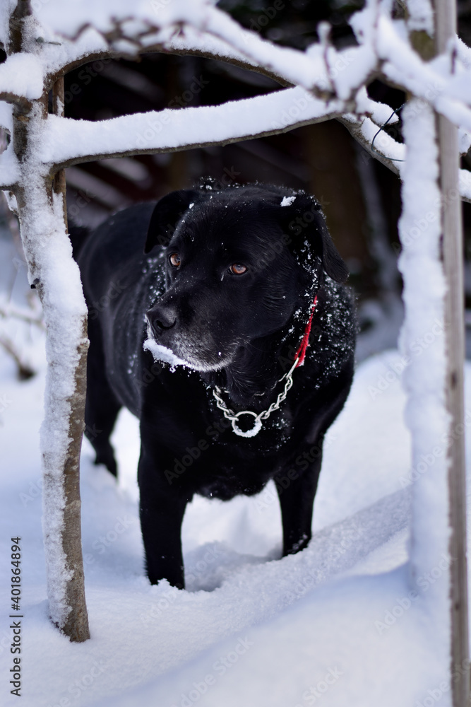 black labrador retriever in snow black labrador retriever in snow