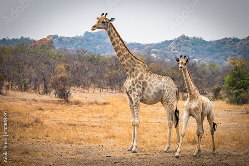 Photography giraffe mother with baby, zimbabwe