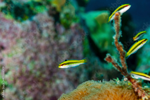 Juvenile Bluehead Wrasse in the very early yellow phase photo