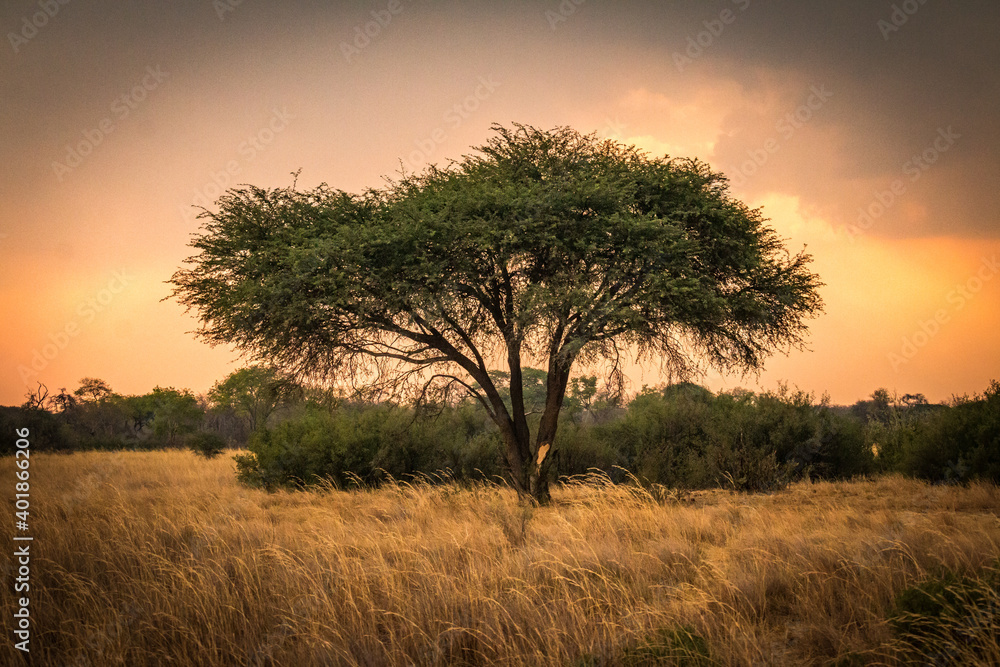 acacia tree at sunset, hwange national park, zimbabwe
