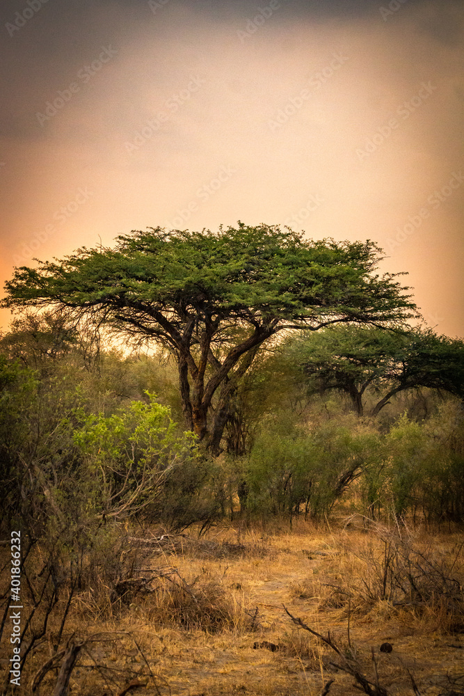 acacia tree at sunset, hwange national park, zimbabwe - obrazy, fototapety, plakaty 