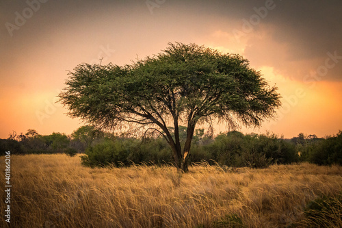 acacia tree at sunset, hwange national park, zimbabwe