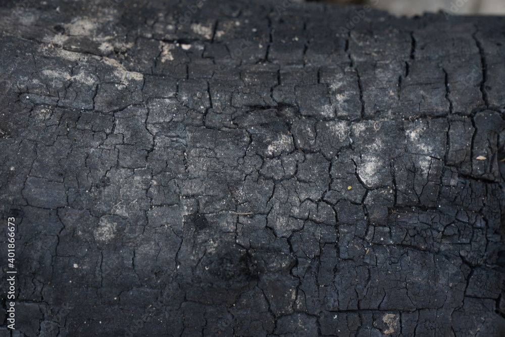 Fototapeta premium burnt wood texture, burnt log text
