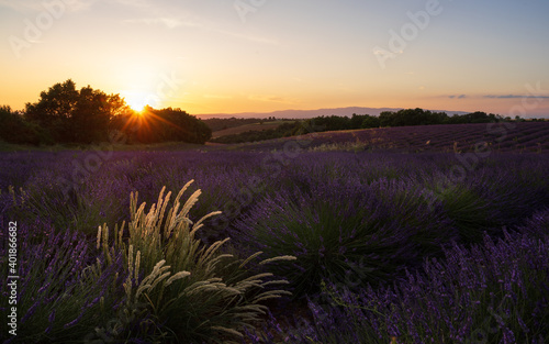 Lavender field at sunset  with a golden weed  1 