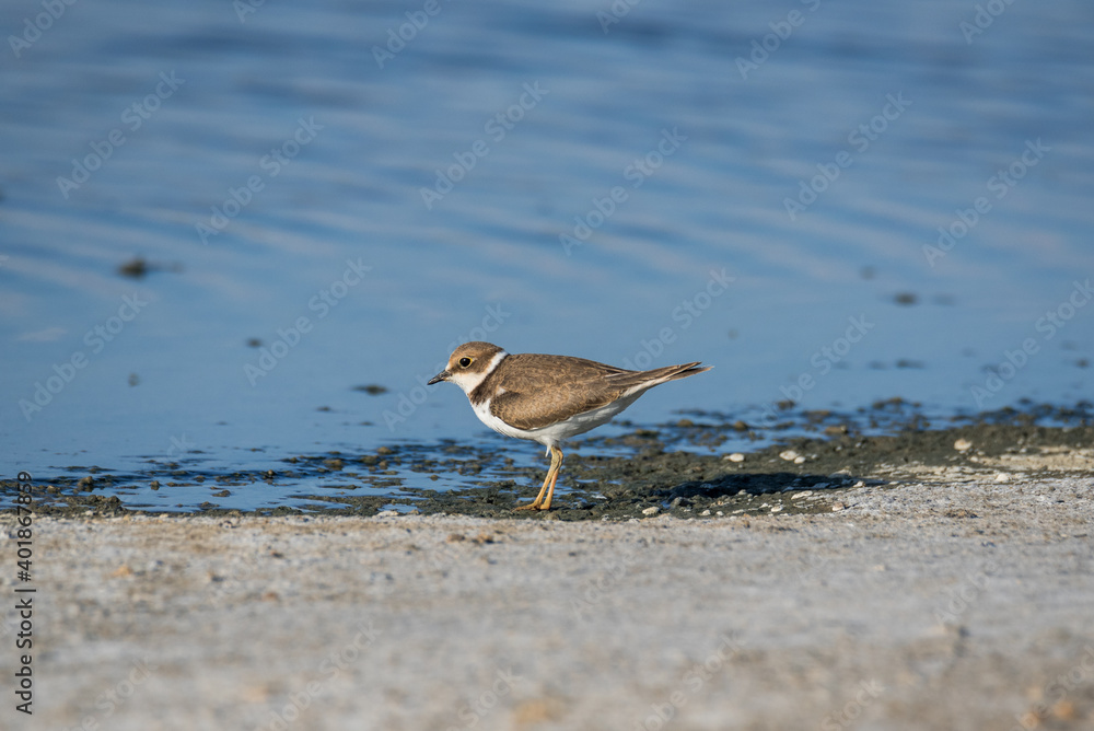 Bird Charadrius catching insects on the lake. Chyornye Zemli (Black Lands) Nature Reserve, Kalmykia region, Russia.
Bird Charadrius catching insects on the lake. Chyornye Zemli (Black Lands) Nature Reserve, Kalmykia region, Russia.