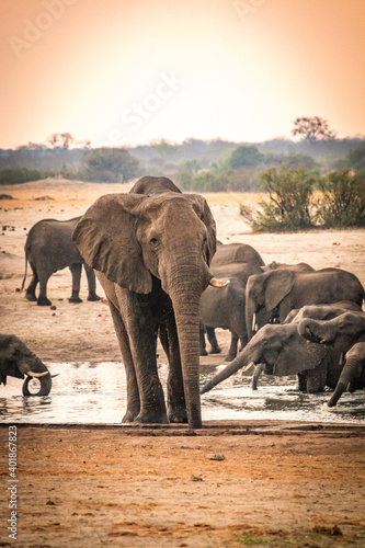 Photography african elephants at the watering hole, hwange national park, zimbabwe, sunset