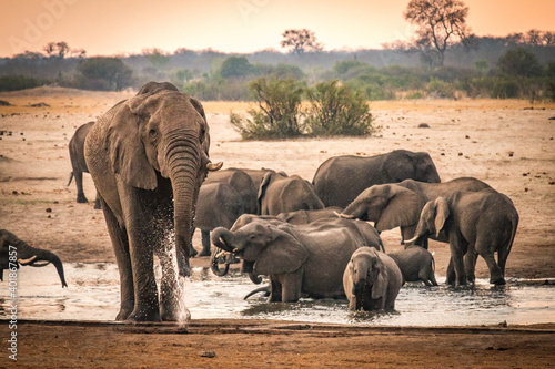 african elephants at the watering hole, hwange national park, zimbabwe, sunset photo