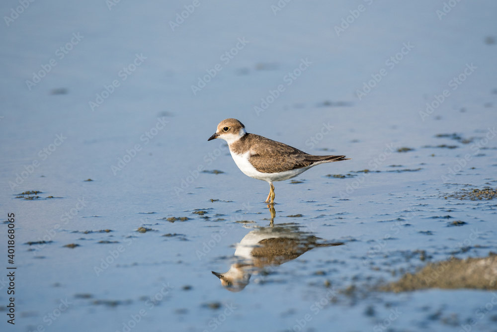 Bird Charadrius catching insects on the lake. Chyornye Zemli (Black Lands) Nature Reserve, Kalmykia region, Russia.
Bird Charadrius catching insects on the lake. Chyornye Zemli (Black Lands) Nature Reserve, Kalmykia region, Russia.
