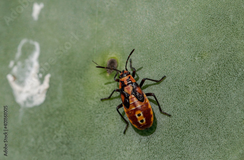 A soldier bug, spilostethus pandurus, on a prickly pear pad photo