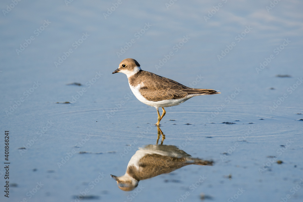 Bird Charadrius catching insects on the lake. Chyornye Zemli (Black Lands) Nature Reserve, Kalmykia region, Russia.
Bird Charadrius catching insects on the lake. Chyornye Zemli (Black Lands) Nature Reserve, Kalmykia region, Russia.