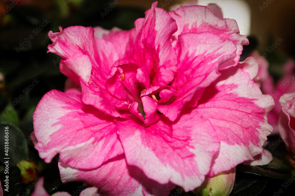 Closeup of a single pink azalea flower blossom