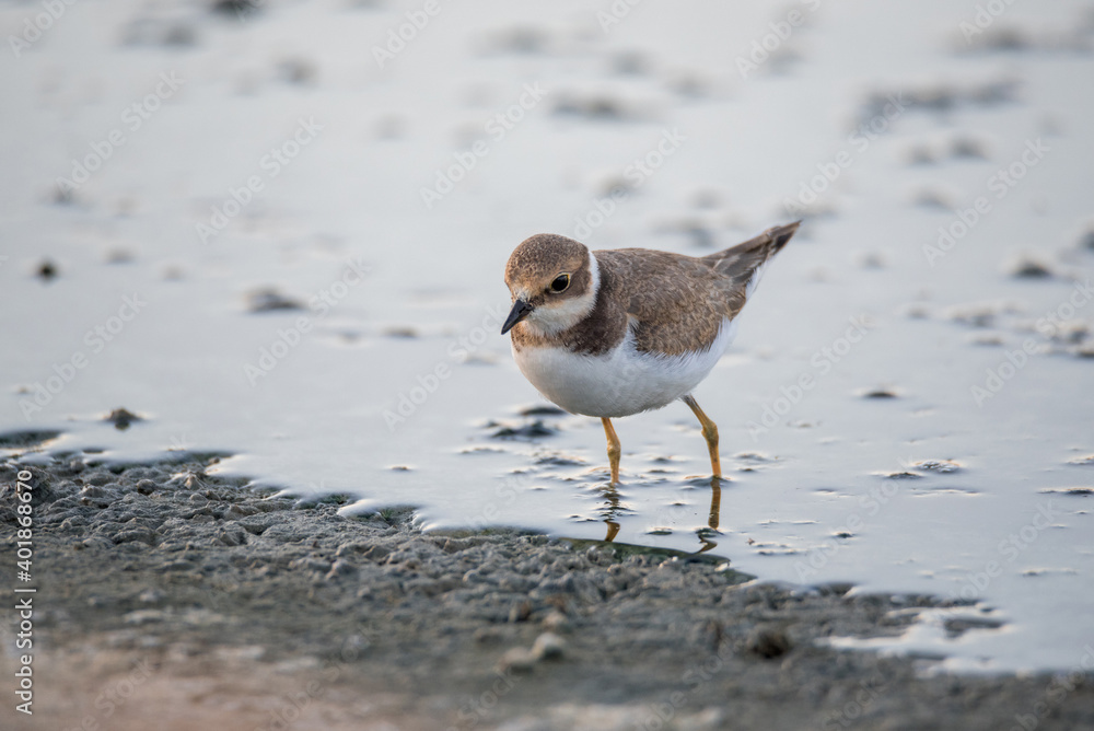 Bird Charadrius catching insects on the lake. Chyornye Zemli (Black Lands) Nature Reserve, Kalmykia region, Russia.
Bird Charadrius catching insects on the lake. Chyornye Zemli (Black Lands) Nature Reserve, Kalmykia region, Russia.