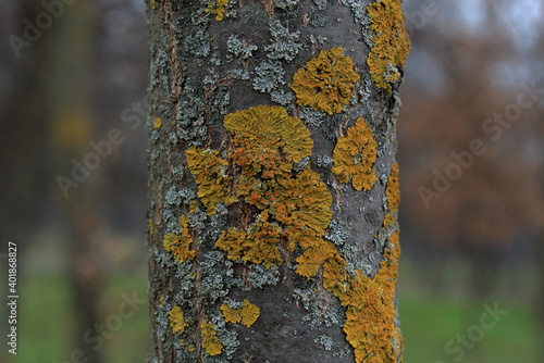 closeup of an orange lichen on tree trunk