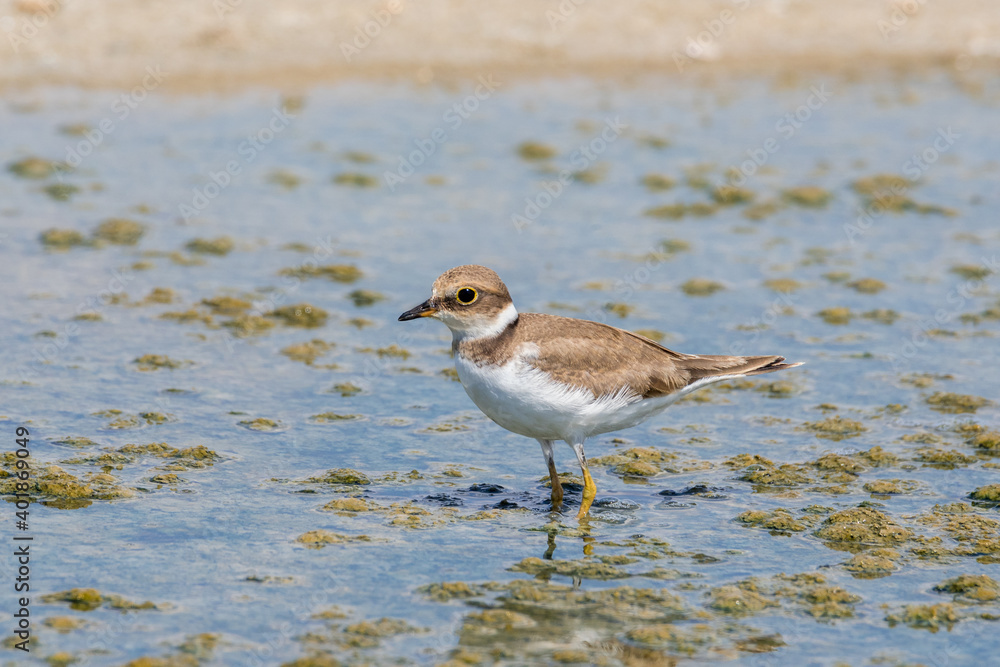 Bird Charadrius catching insects on the lake. Chyornye Zemli (Black Lands) Nature Reserve, Kalmykia region, Russia.
Bird Charadrius catching insects on the lake. Chyornye Zemli (Black Lands) Nature Reserve, Kalmykia region, Russia.
