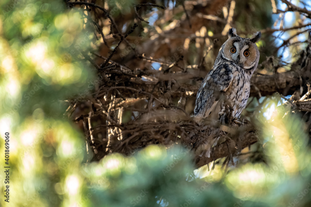 Obraz premium Portrait of an eared owl in the woods